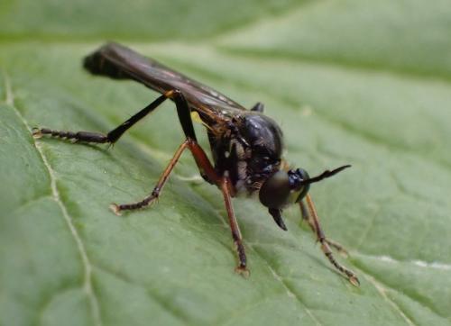 Dioctria rufipes